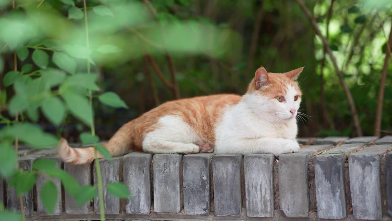 橘猫躺在窗台上休息视频素材