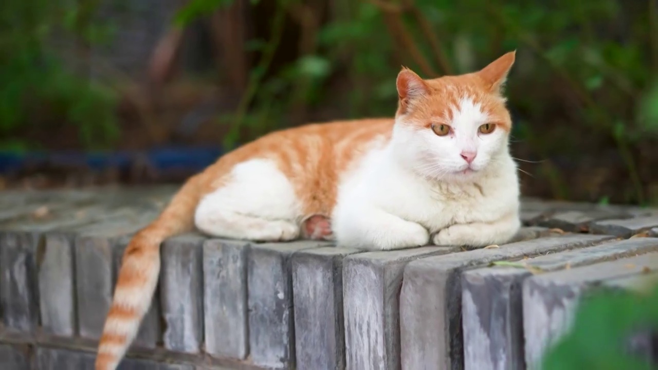 橘猫躺在窗台上休息视频素材