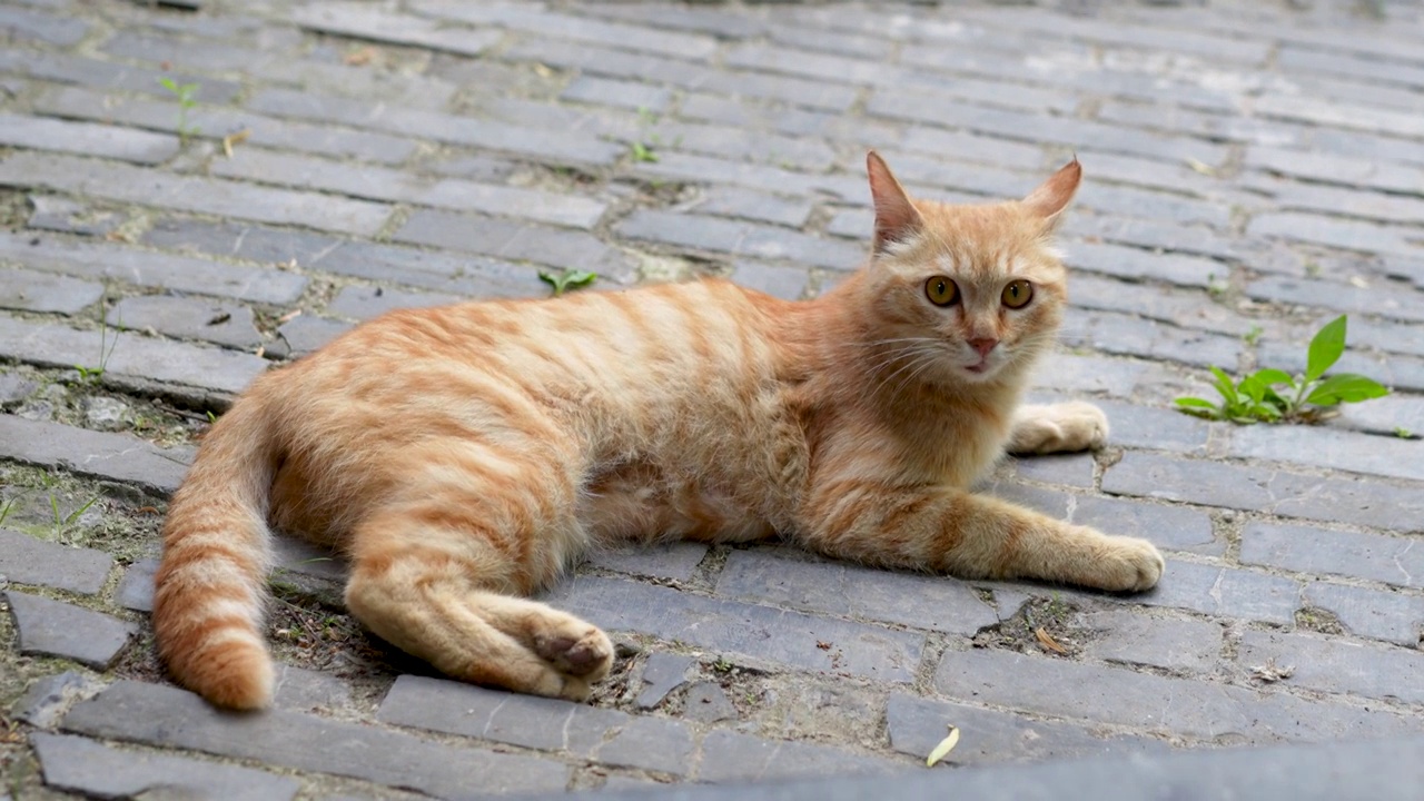 橘猫趴在地上休息猫叫视频素材