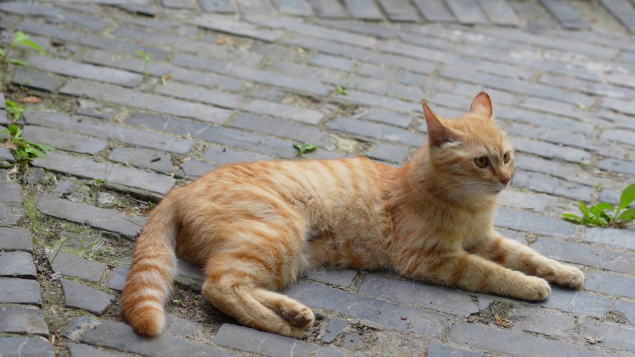 橘猫趴在地上休息猫叫视频素材