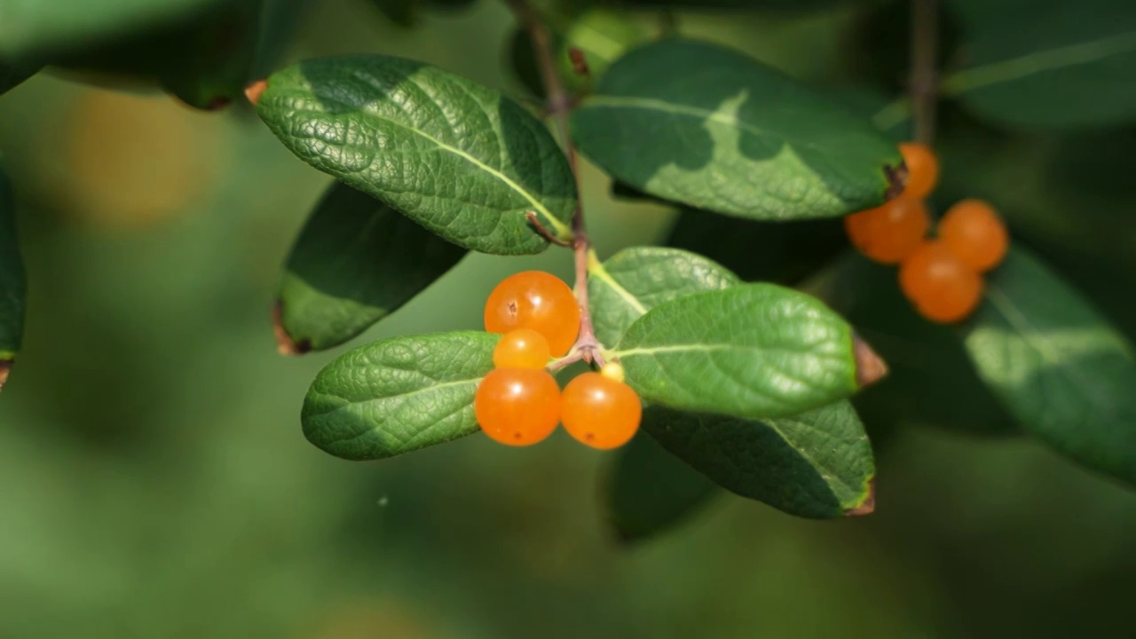 黄色小果子忍冬果金银花园林植物视频素材