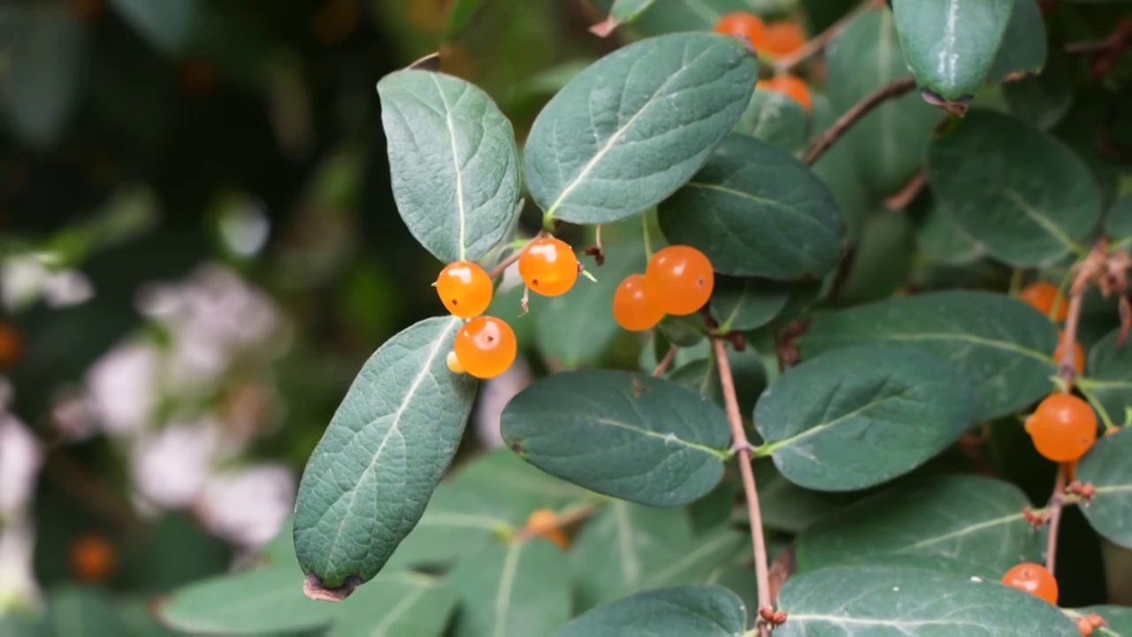 黄色小果子忍冬果金银花园林植物视频素材