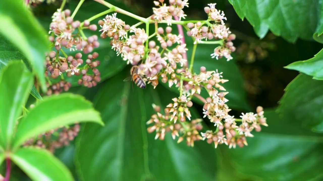 蜜蜂在采蜜飞行爬行视频素材