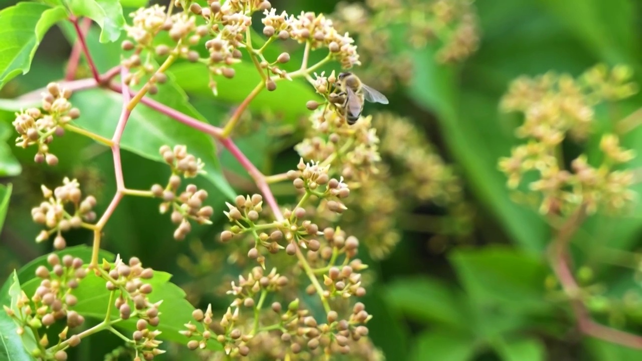 蜜蜂在采蜜飞行爬行视频素材