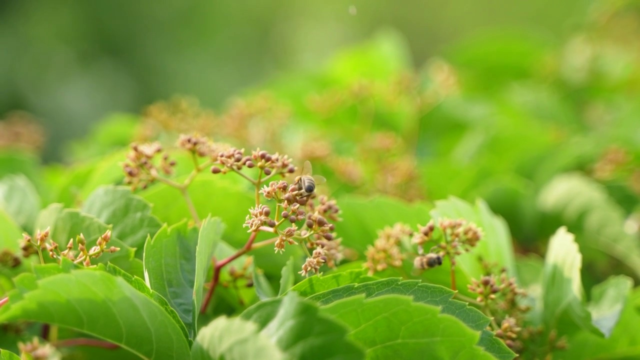 蜜蜂在采蜜飞行爬行视频素材