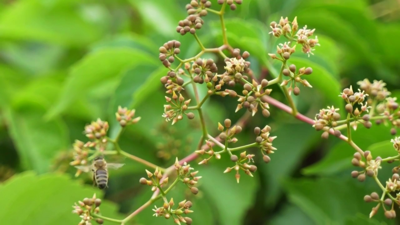 蜜蜂在采蜜飞行爬行视频素材