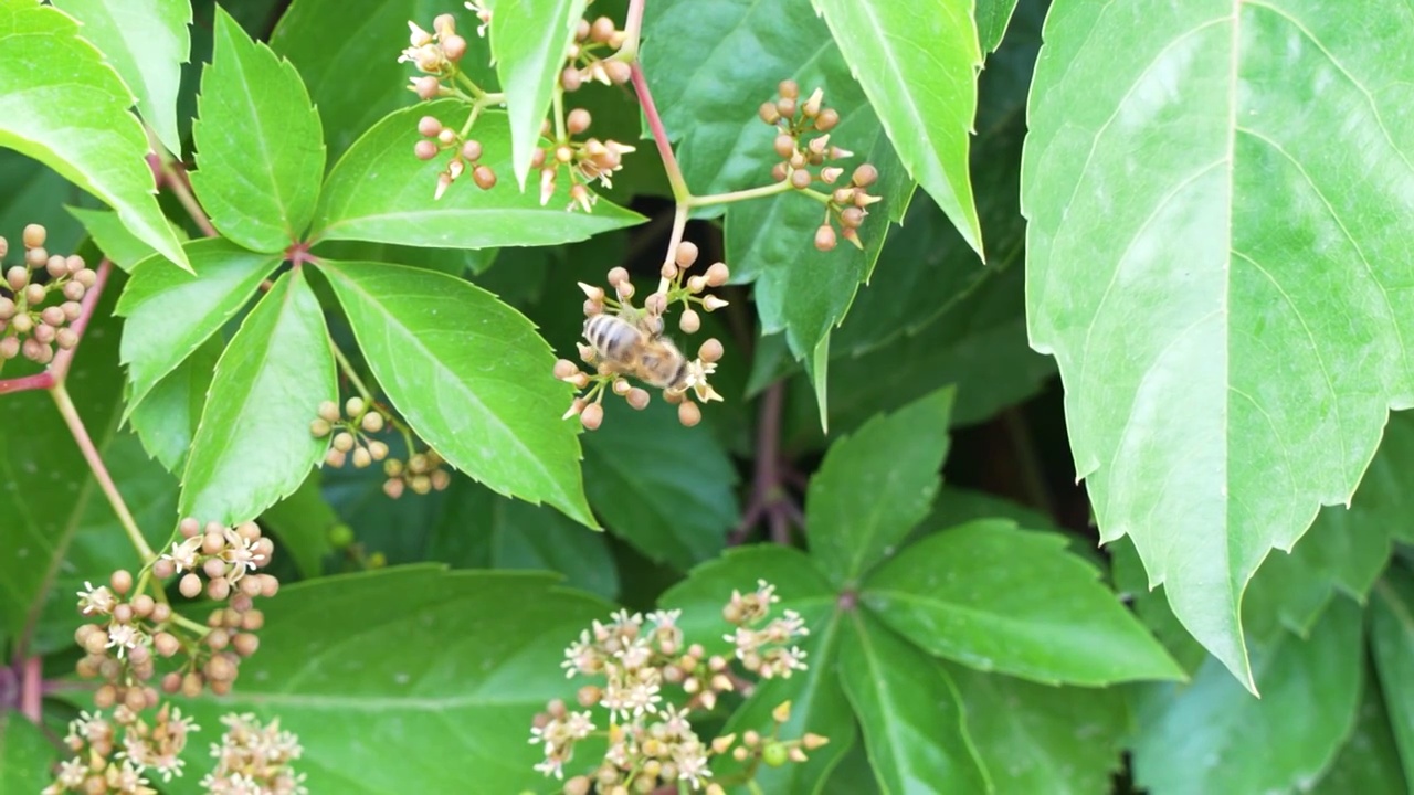 蜜蜂在采蜜飞行爬行视频素材