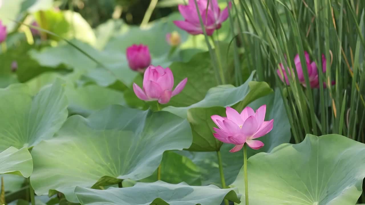 黄苇鳽东方大苇莺喜欢的荷塘视频素材