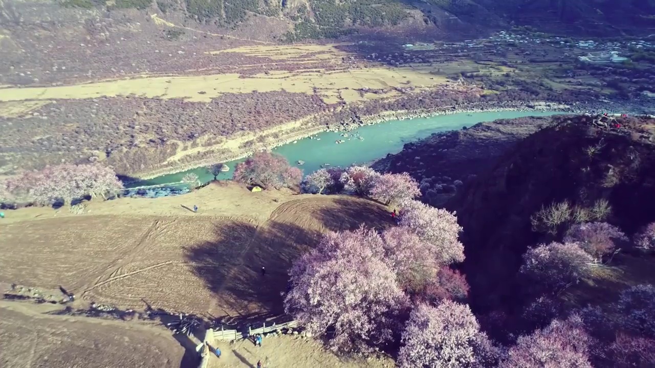 西藏林芝春天雅鲁藏布大峡谷桃花盛开航拍视频素材