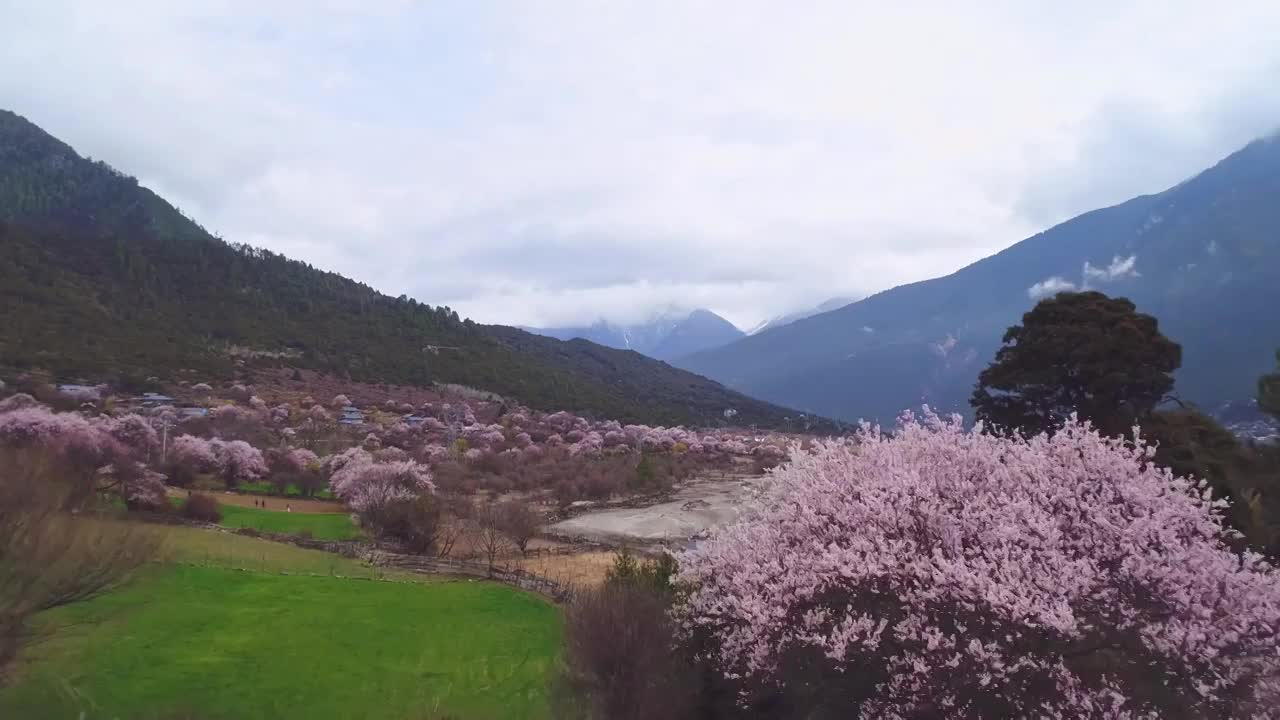 西藏波密桃花村航拍桃花盛开视频素材