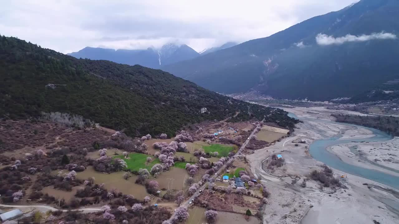 西藏波密桃花村航拍桃花盛开视频素材