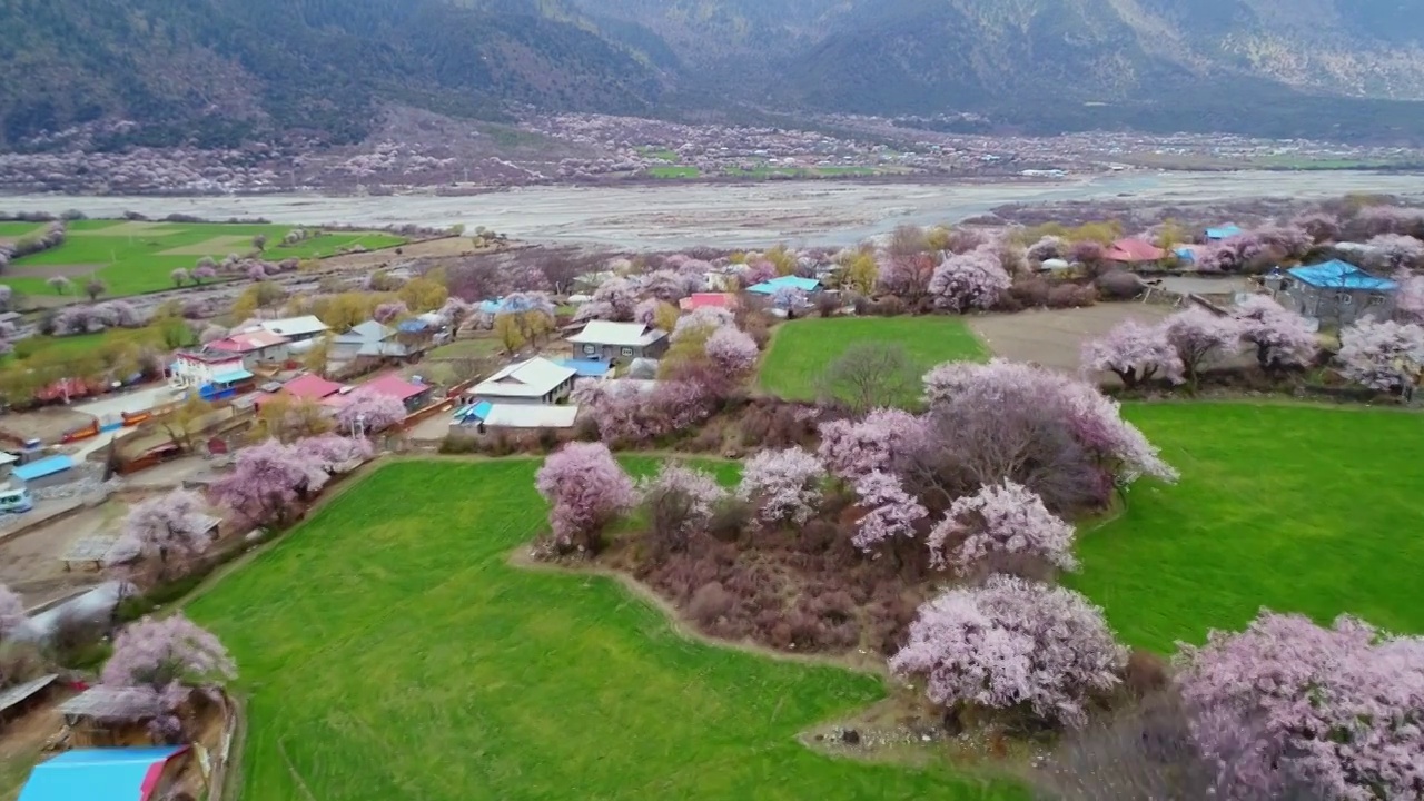 西藏波密桃花村航拍桃花盛开视频素材