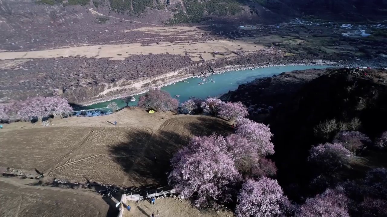 西藏林芝春天雅鲁藏布大峡谷桃花盛开航拍视频素材