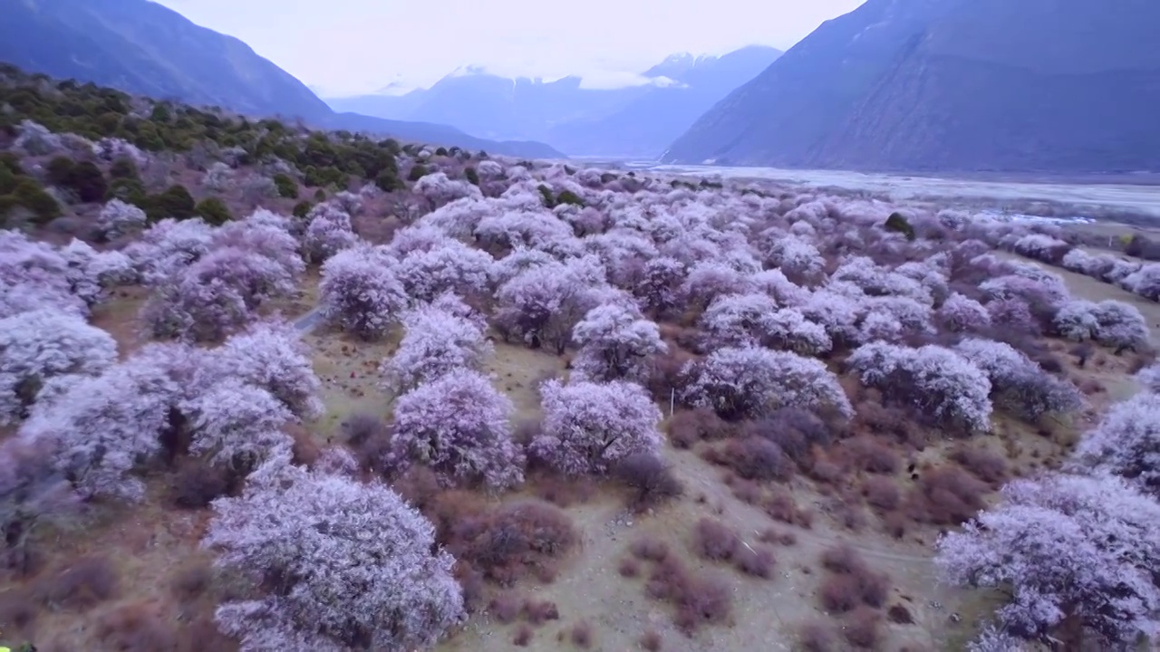 西藏波密桃花村航拍桃花盛开视频素材