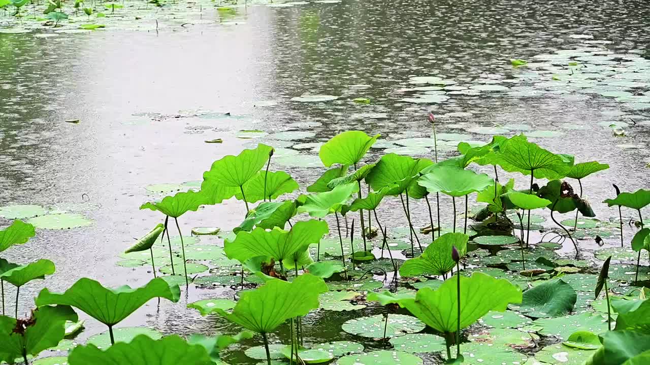 下雨的池塘中荷花荷叶晶莹的雨滴积水视频素材