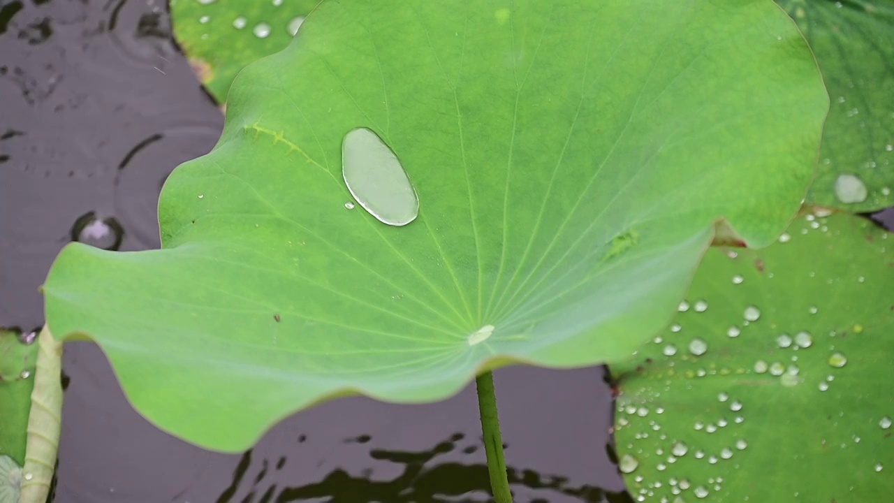 下雨的池塘中荷花荷叶晶莹的雨滴积水视频素材