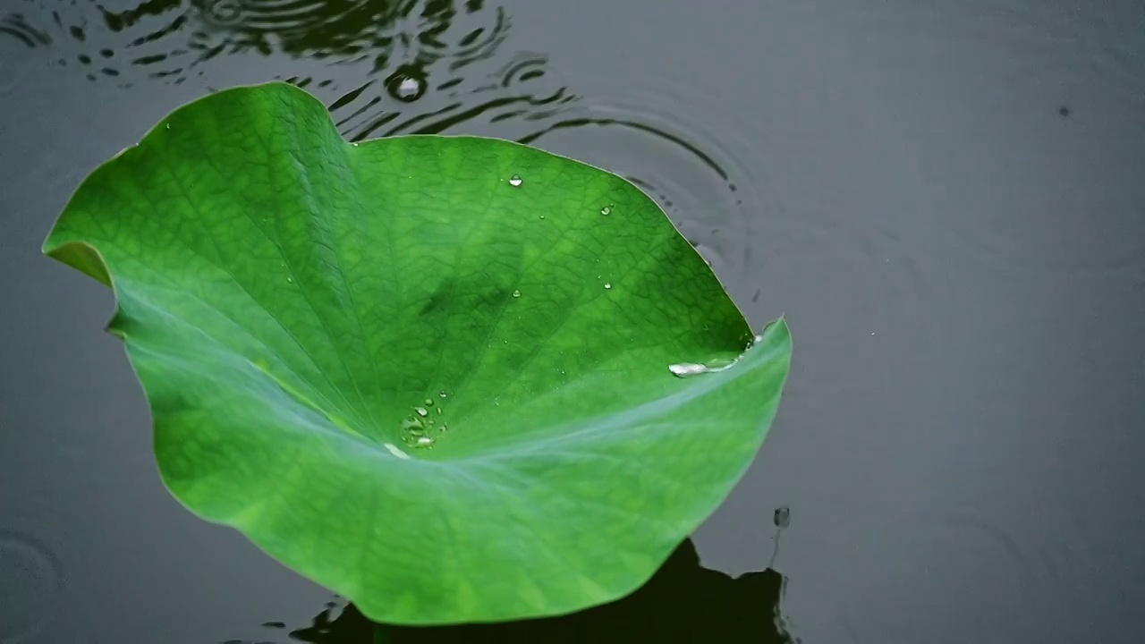 下雨的池塘中荷花荷叶晶莹的雨滴积水视频素材