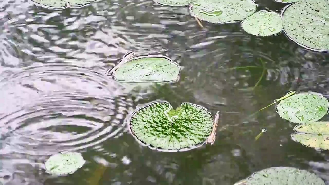 下雨的池塘中荷花荷叶晶莹的雨滴积水视频素材