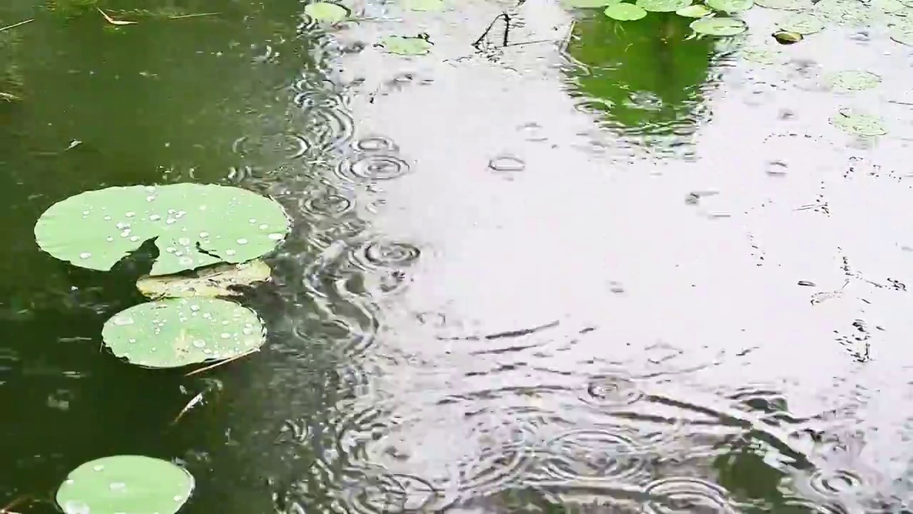 下雨的池塘中荷花荷叶晶莹的雨滴积水视频素材