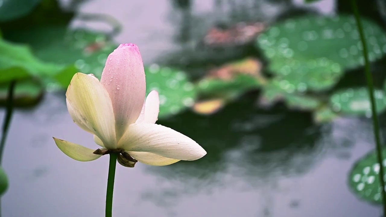 下雨的池塘中荷花荷叶晶莹的雨滴积水视频素材