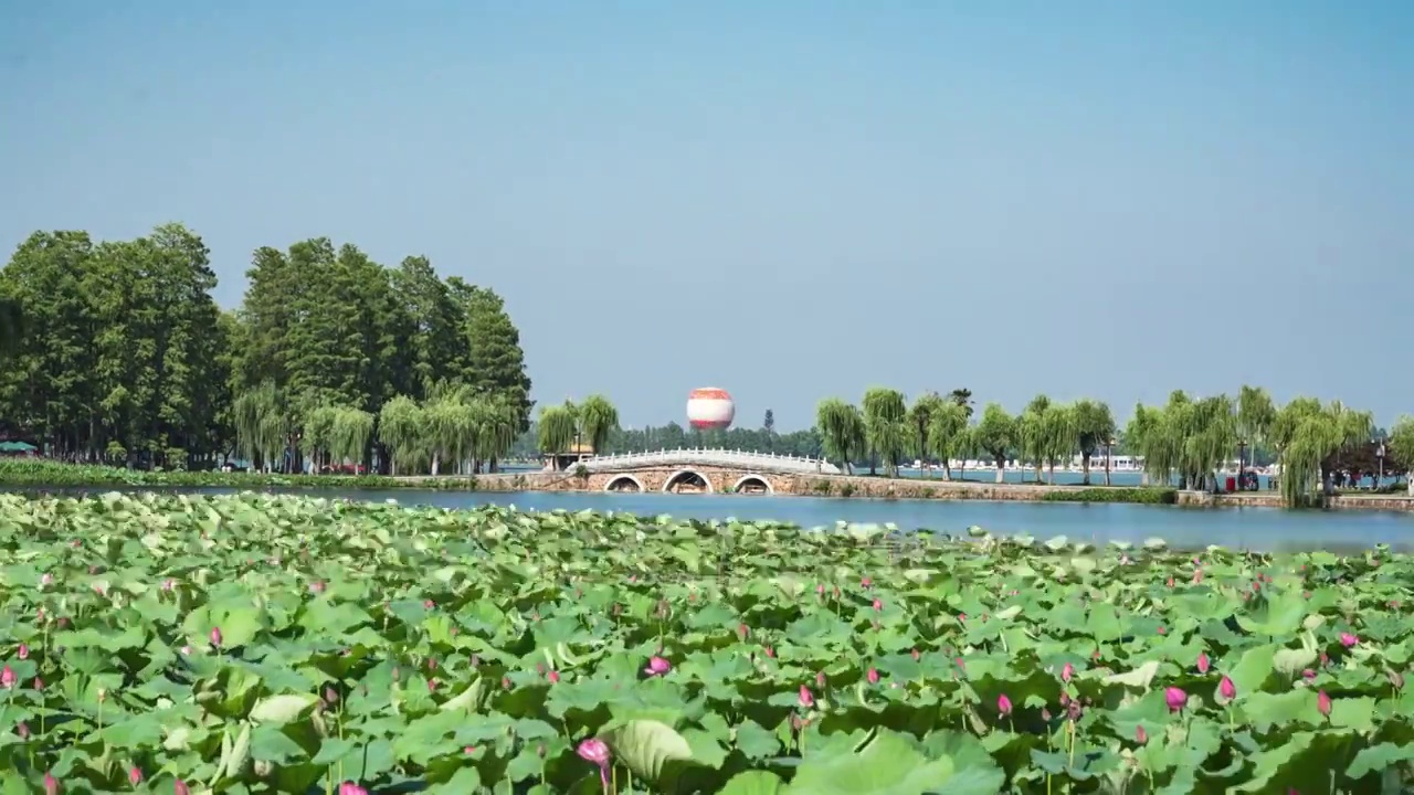 湖北省武汉市东湖景区荷花视频素材