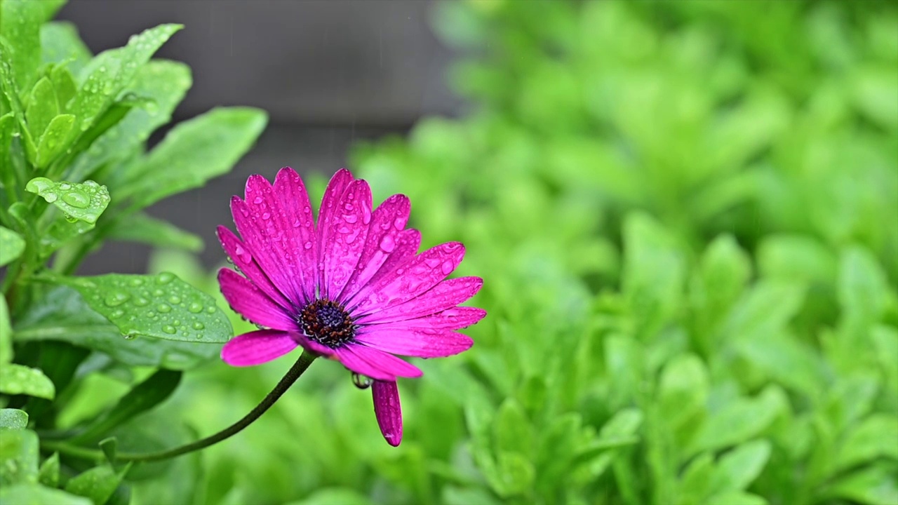 雨中的小红花视频素材