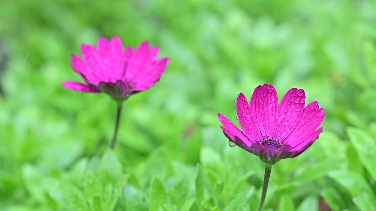 雨中的小紫花视频素材