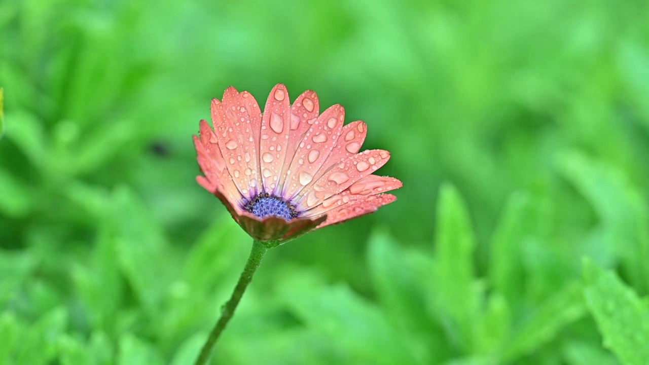 被雨打湿的小粉花视频素材