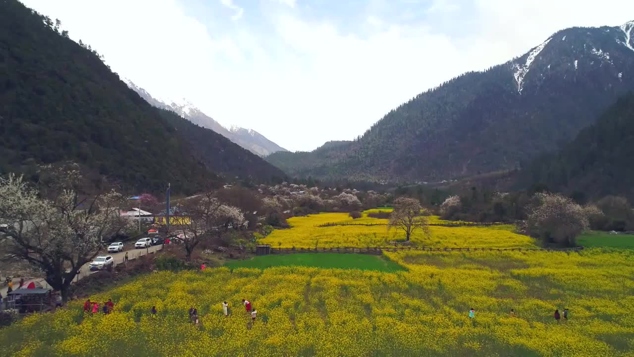 西藏林芝波密桃花村桃花节航拍视频素材