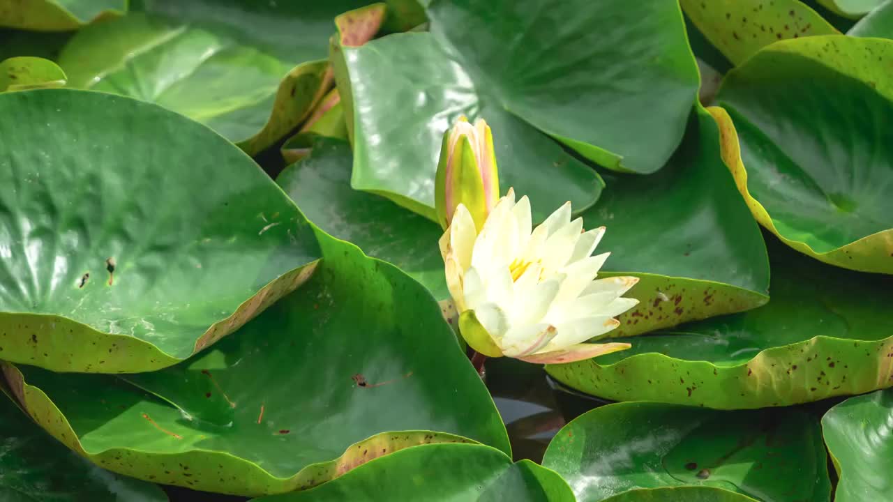 夏天水生植物睡莲开花过程视频素材