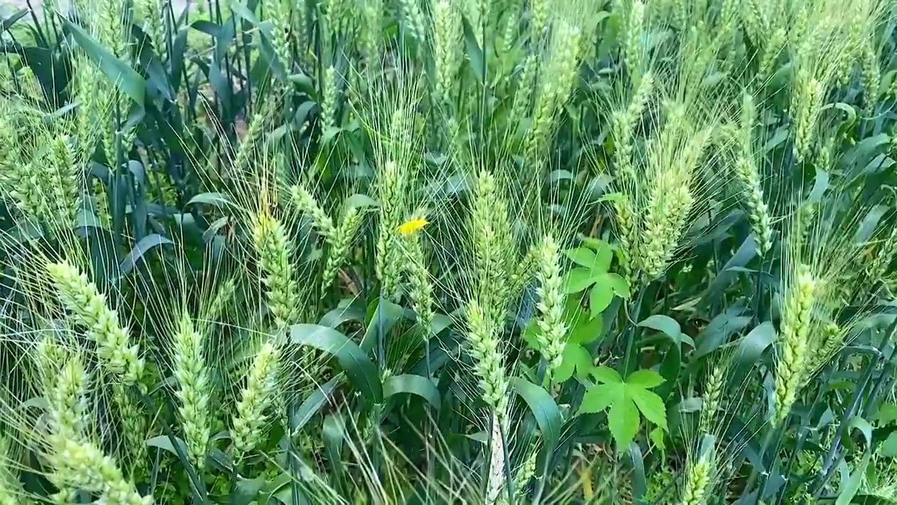 随风摇曳的水稻慢动作视频素材