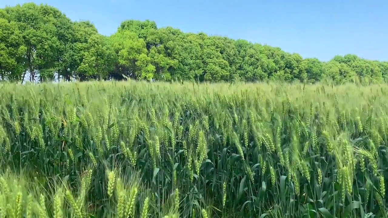 随风摇曳的水稻视频素材