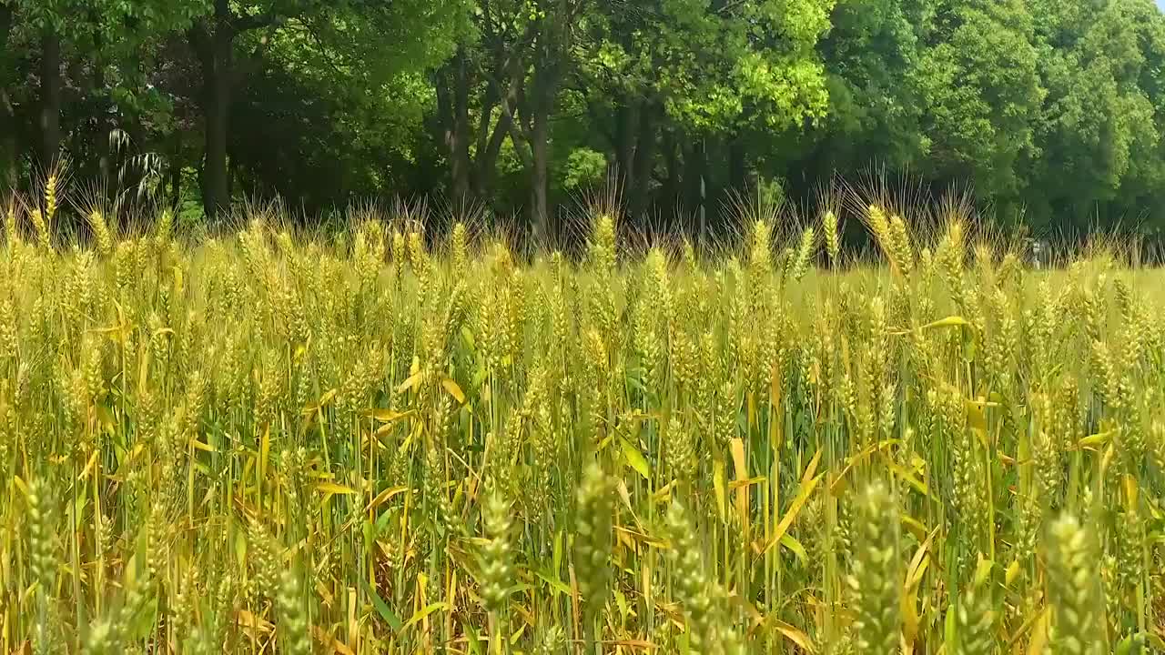 随风摇曳的水稻视频素材