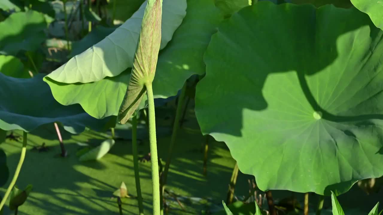 荷花池一览视频下载