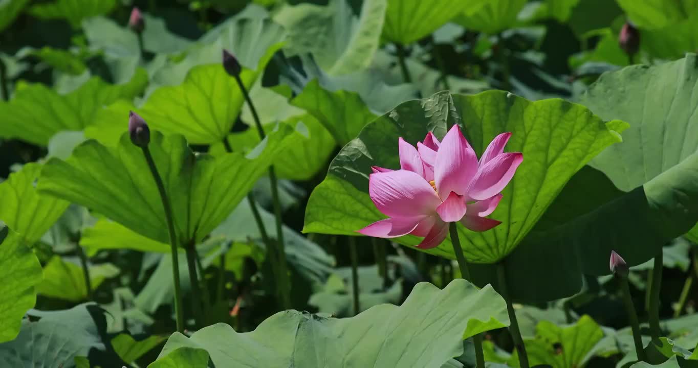 荷花，盛开的荷花，夏天的色彩，池塘中的荷花视频素材