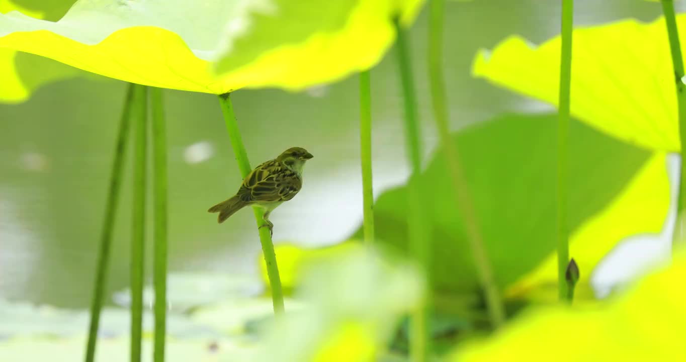 荷叶下的麻雀，乘凉的鸟，池塘中的荷叶视频素材