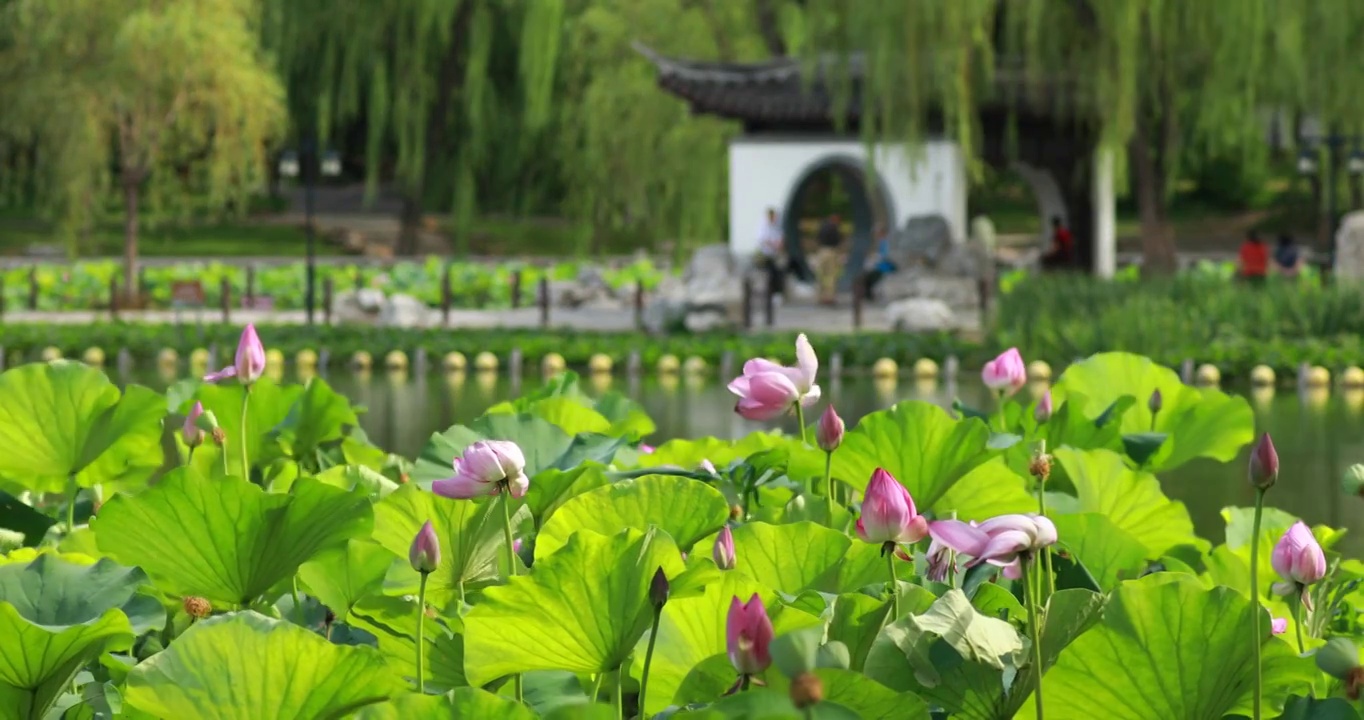 夏天的池塘，陶然亭公园视频素材