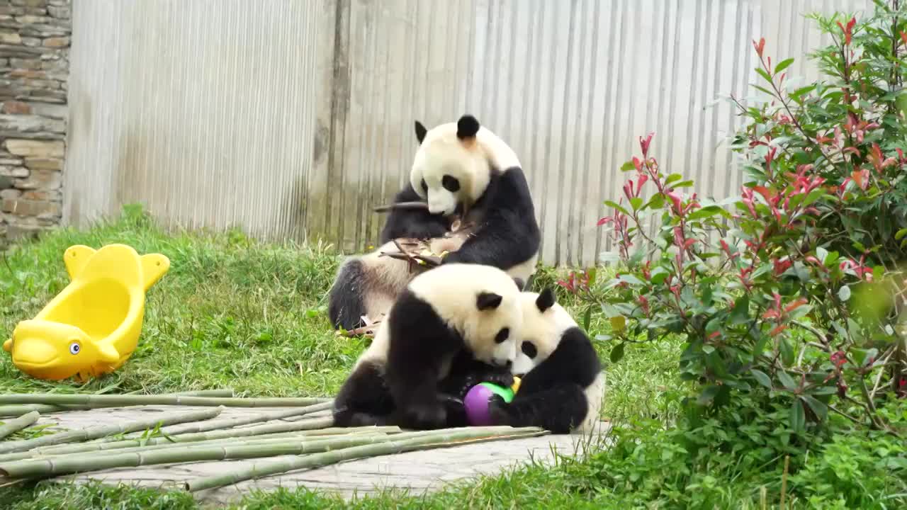 大熊猫妈妈守护着玩耍的熊猫宝宝视频下载