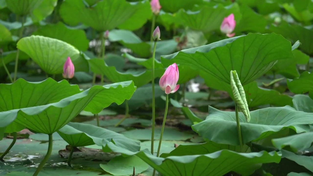 杭州西湖荷花视频素材