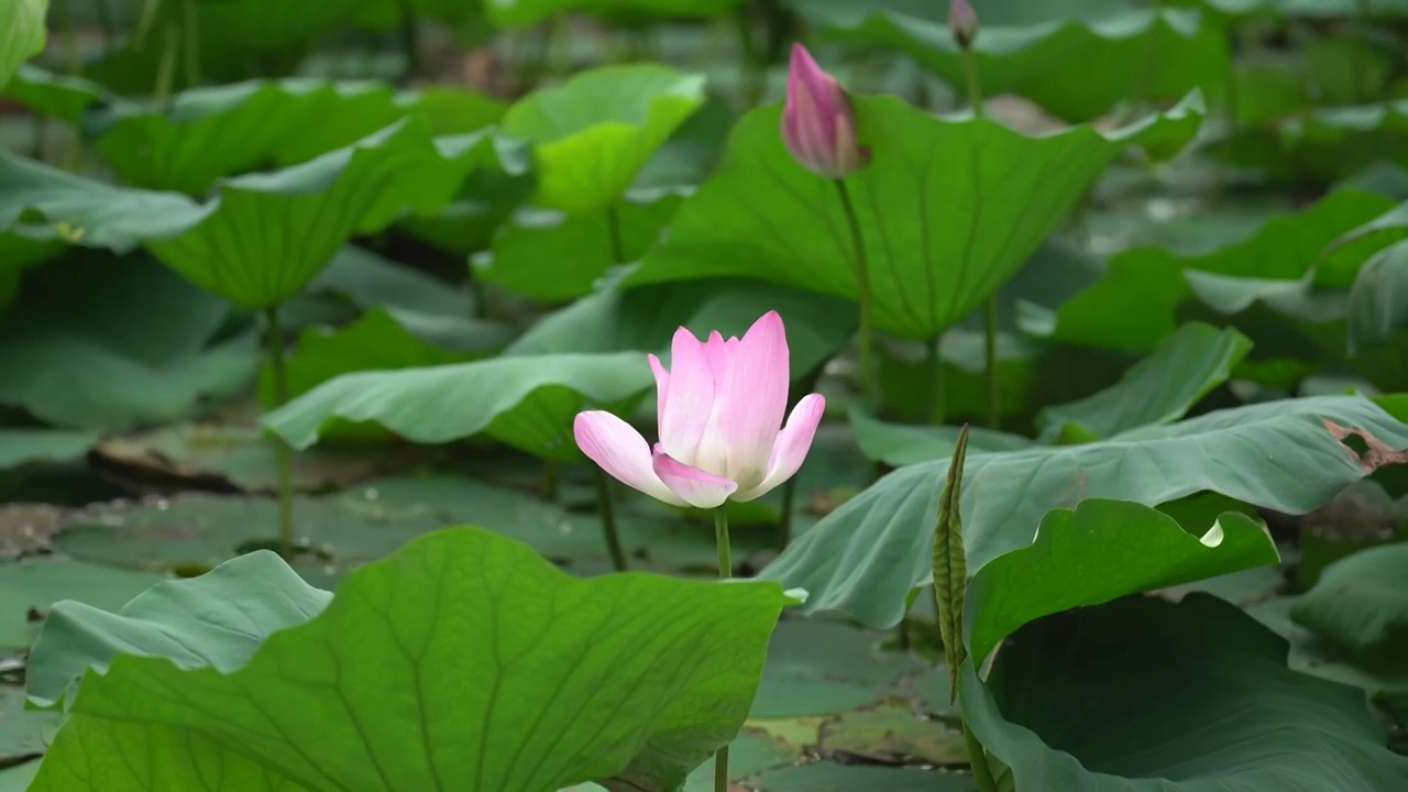 荷花视频素材