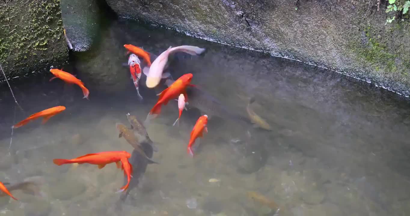 内江古迹景点：圣水寺内灵湫池里的锦鲤视频素材