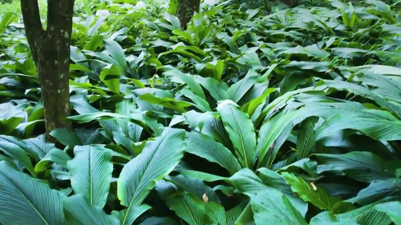 航拍原始森林绿色植物叶子绿色背景视频素材