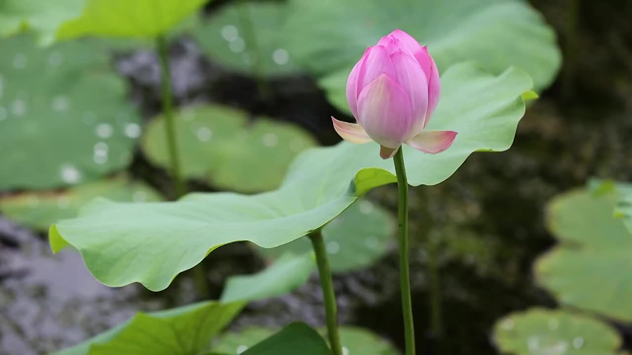 风中的荷花视频素材