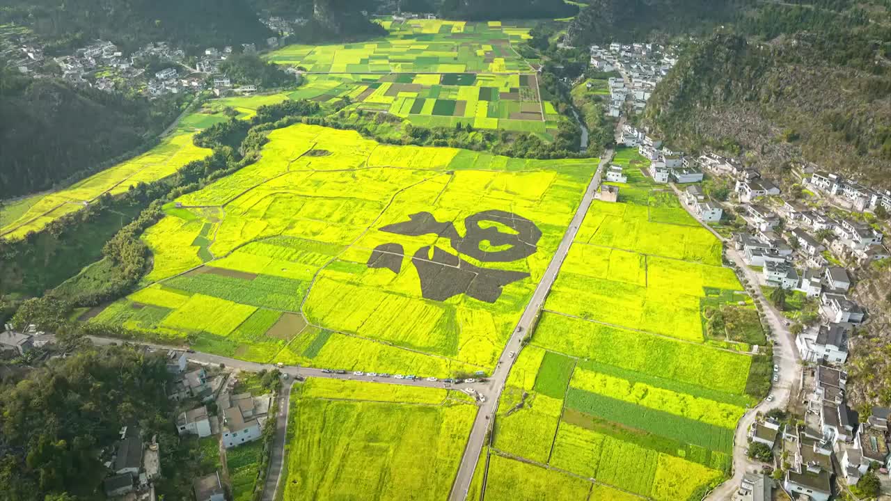 油菜花特殊造型（合集）视频下载