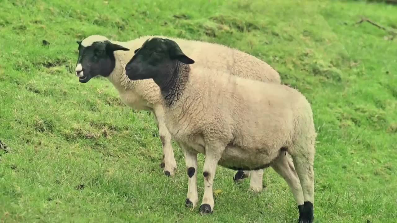 黑面棉羊视频素材