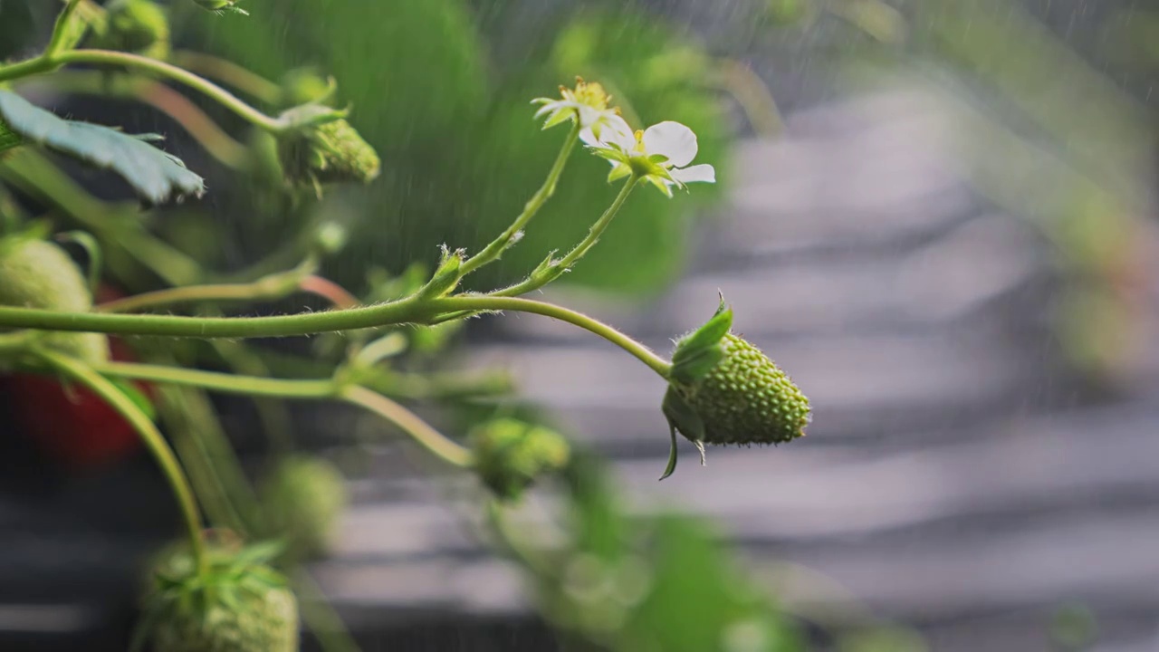 草莓种植灌溉喷洒农药视频素材