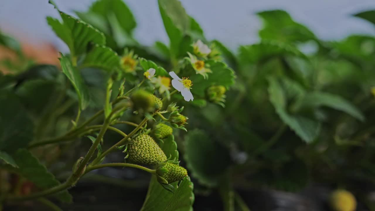 草莓种植灌溉喷洒农药视频素材