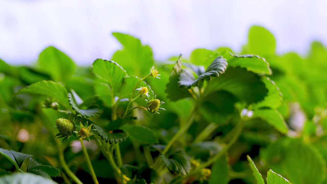 草莓种植灌溉喷洒农药视频素材