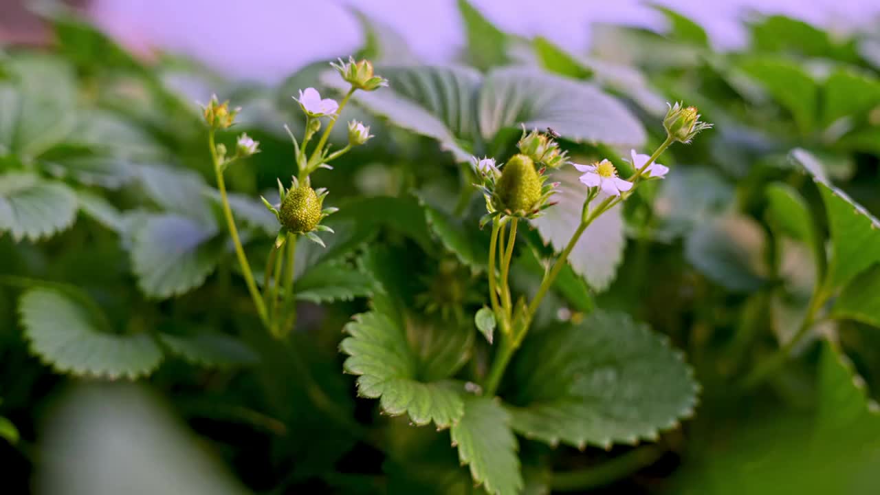 草莓种植灌溉喷洒农药视频素材