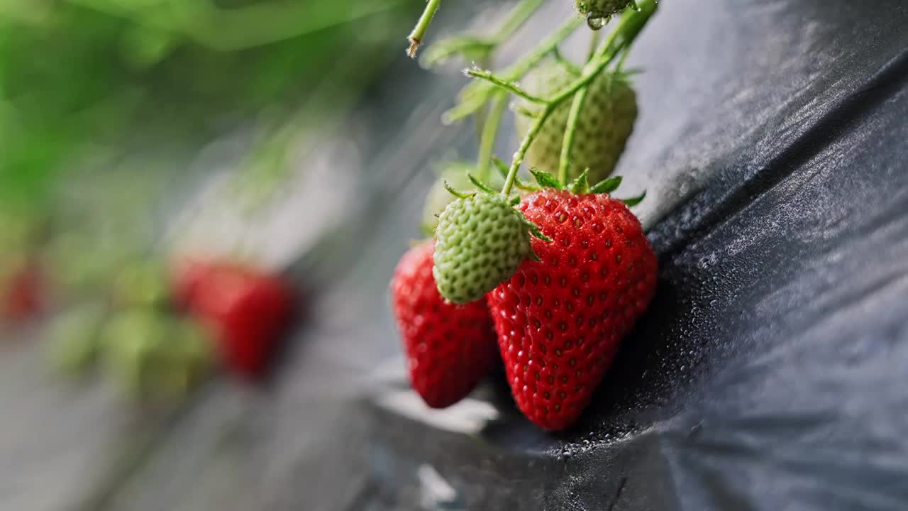 草莓种植灌溉喷洒农药视频素材